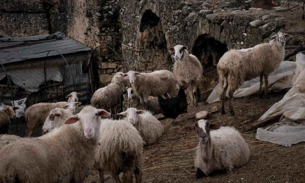 Κρήτη: Βοσκός έδειξε τα γεννητικά του όργανα σε τουρίστες